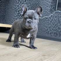 Французский Бульдог Щенки, в Челябинске