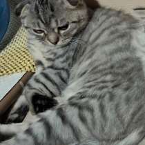 Продаются шотландские котята, в Москве