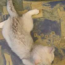 Котята Британская серебристая шиншилла, в Санкт-Петербурге