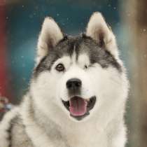 Замечательный хаски Марсель очень срочно ищет дом и заботлив, в Москве