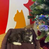 Ласковая и спокойная кошечка Ласка в добрые руки, в Москве