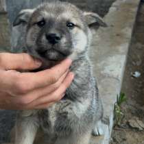 Щенята, в Нижнем Новгороде