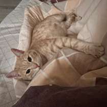 Котенок в добрые руки, в Волгограде