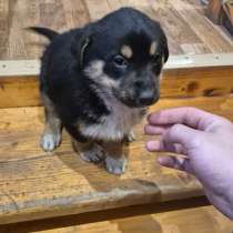 Щенок в добрые руки, в Уфе