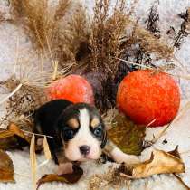 Бигль, в г.Уссурийск