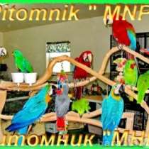 Продажа какаду и др. виды попугаев, в Москве