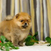 Рыженький мальчик породы померанский шпиц мини мишка плюшевы, в г.Варшава