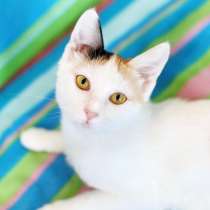 Трехцветный котенок Китти ищет дом, в Москве
