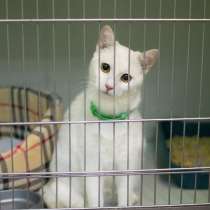 Сладкая Манка ищет лучшего друга, в Москве