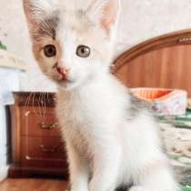 Котенок, в Москве