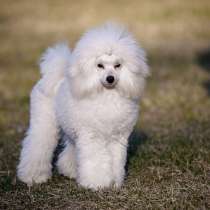 Пудель той/миниатюра, в Москве