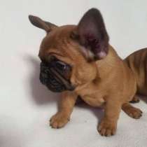 Французские Бульдоги щенки, в Волгограде