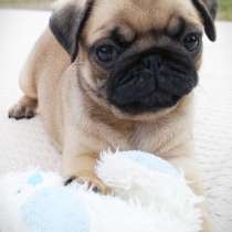 Мопс Владикавказ, в Владикавказе