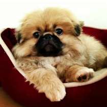 Пекинес Самара, в Самаре