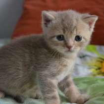Шотландский прямоухий котенок, в г.Гомель