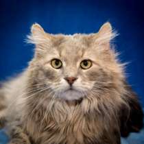 Отдам даром Уютный, спокойный котик-домосед Семёныч, в Москве