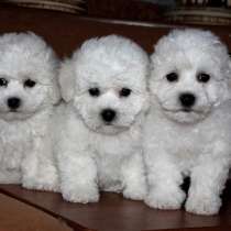 Щенки БИШОН ФРИЗЕ РАСПРОДАЖА, в Красноярске