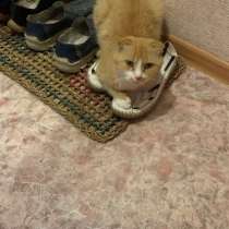 Отдам котика рыжего, в связи с отъездом кушает все знает, в Москве