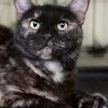 Ласковая черепаха Флейта, в Москве