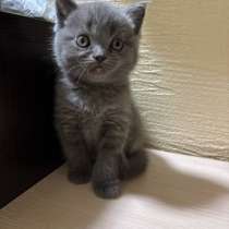 Британский вислоухий котенок, в Гурьевске