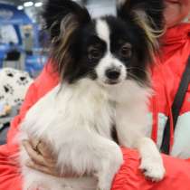 Мальчик папийона, в Самаре