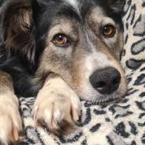 Наидобрейший и наиумнейший пес Грей ищет дом, в Волгограде