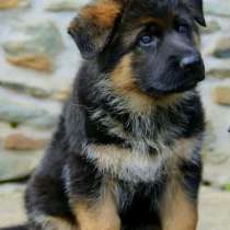 Немецкая овчарка Геленджике, в Геленджике