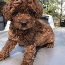 Той пуделя 2.5мес щенки, в Санкт-Петербурге