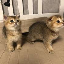 Золотые шотландские котята, в Санкт-Петербурге
