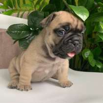 Французский бульдог щенки, в г.Санкт-Петербург