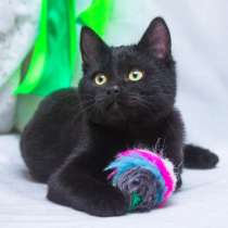 Черный котенок в добрые руки, в Москве