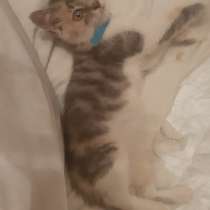 Отдаём чудесную кошечку, в Москве