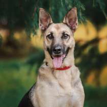 Прима - собака мечта! Обожает детей и кошек! Ищет семью, в Москве