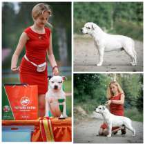 Стаффордширский бультерьер, в г.Минск