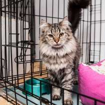 Смелая Фриса ищет друга, в Москве