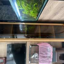 Горка, в Краснодаре