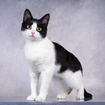 Грациозность и любопытство– знакомьтесь, Мася!, в Москве