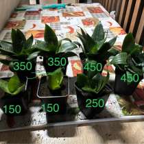 Комнатные растения, в Шахтах