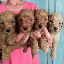 Щенки той пуделя и карликового пуделя, в Москве