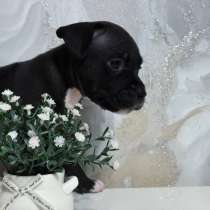 Американский Стаффордширский терьер, в Самаре