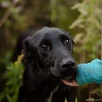 Чудесный Лорд ищет свою семью, в Москве