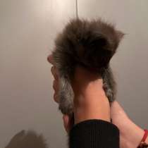 Котята, в Воронеже