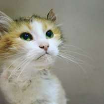 Ласковая Муся надеется на встречу с добрым человеком, в Москве