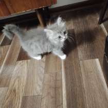 Миниатюрная обворожительная шотландская кошечка ищет дом, в г.Саки
