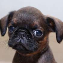 Солнечный мальчик, в Санкт-Петербурге