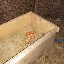 Домашние яйца с доставкой на дом, в Самаре