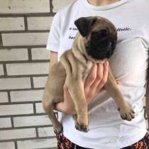 Мопсы щеночки чистокровные 2.5мес, в Ростове-на-Дону