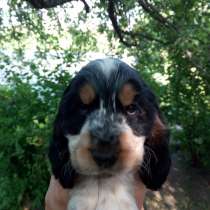 Мальчик английского кокер спаниеля, в г.Минск