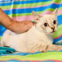 Тайский котенок-подросток Принц ищет дом, в Москве