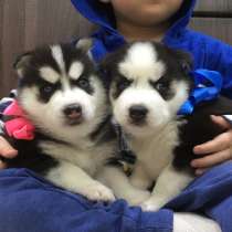 Черно-белые голубоглазые щеночки Хаски !!!!, в Медвежьегорске